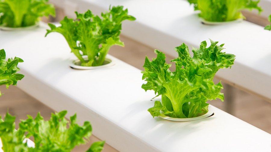 kleine Salatpflänzchen im Pflanztöpfchen © Jatuphon Buraphon über Pixabay
