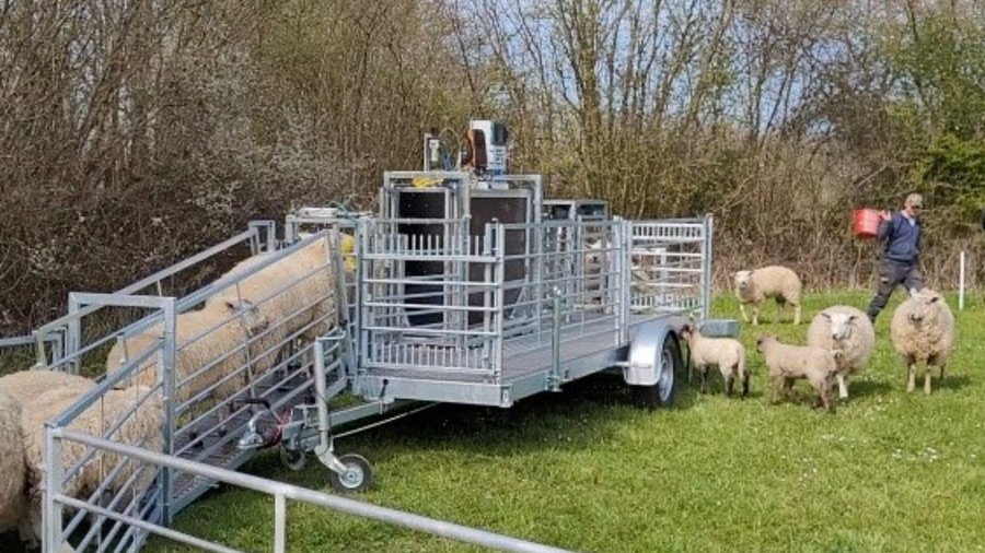 Schafe gehen auf ein mobiles Wiegesystem © CAU Kiel