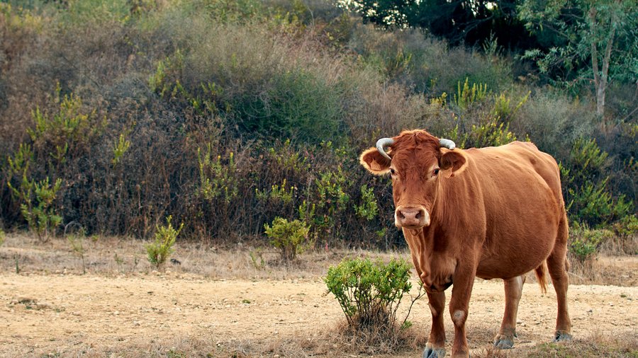 Braune Kuh auf einem Feld © wirestock auf Freepik