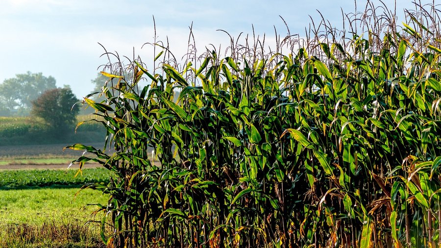 Maisfeld © Adam über Pixabay