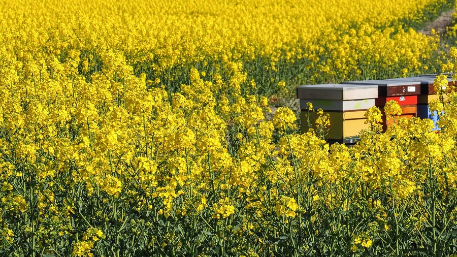Bienenstöcke im Rapsfeld © Rudy und Peter Skitterians über Pixabay