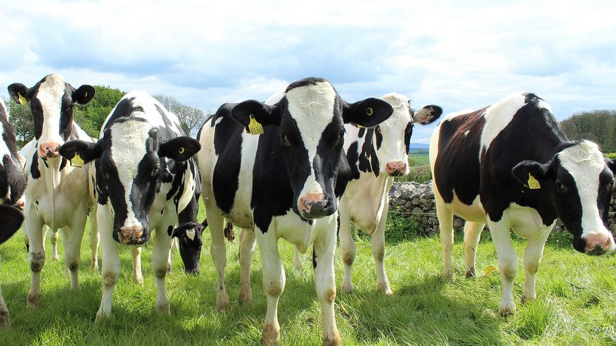 Holstein Kühe auf der Weide © Cally Lawson über Pixabay