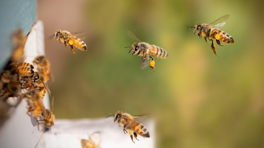 Einflugbereich eines Bienenstocks mit fliegenden Bienen © Ted Erski über Pixabay