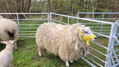 Ein Schaf mit Sensoren am Kopf in einem Weidegatter. © EurA AG
