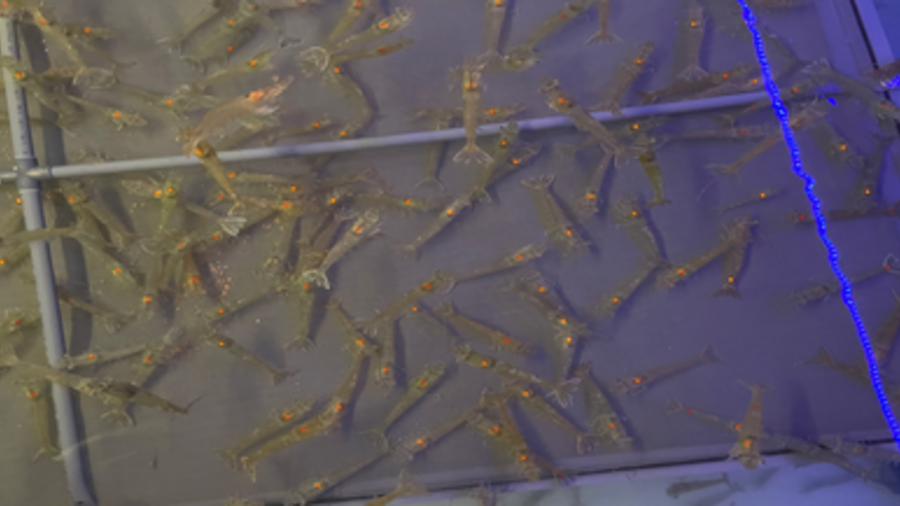 Shrimps in Aufzuchtbecken © Alfred-Wegner-Institut, Helmholtz-Zentrum für Polar- und Meeresforschung (AWI)