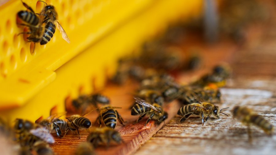Einflugbereich eines Bienenstocks mit Bienen © Nicky über Pixabay