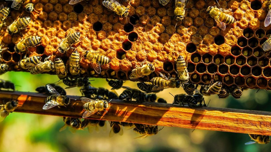 Bienenwabe mit Rähmchen und Bienen © Wabe über Pixabay
