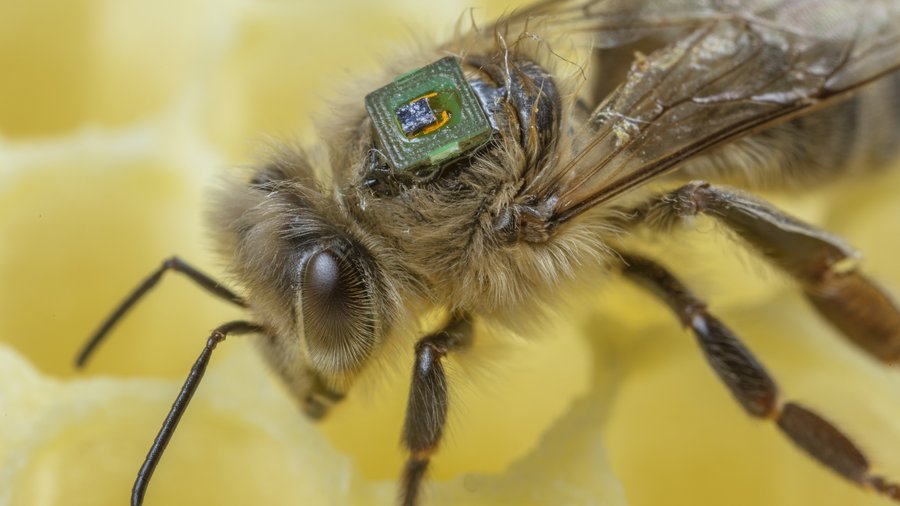 Biene mit miniaturisierten Transponder © Ingo Arndt Photography