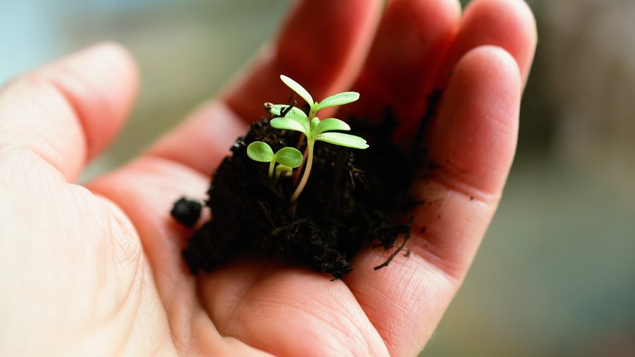 kleine Pflanze mit Wurzelballen in einer Hand © Congerdesign über Pixabay