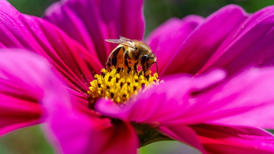 Pinke Blume mit einer Biene © Katharina N. über Pixabay