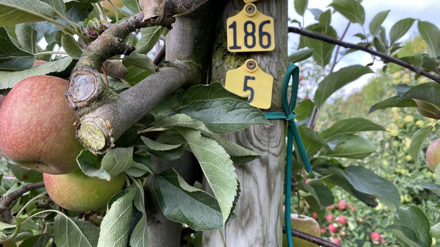 Zwei Pompur Äpfel an einem Apfelbaum © Hochschule Osnabrück