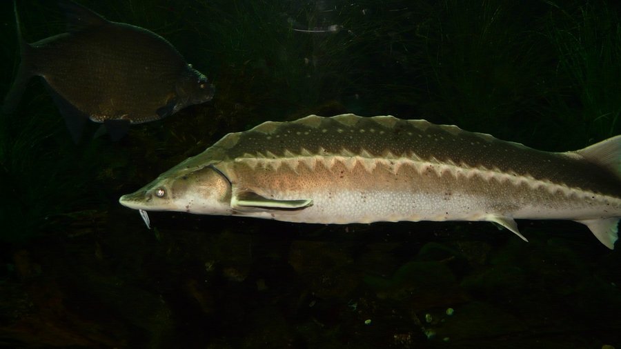 Europäischen Stör © Hans über Pixabay