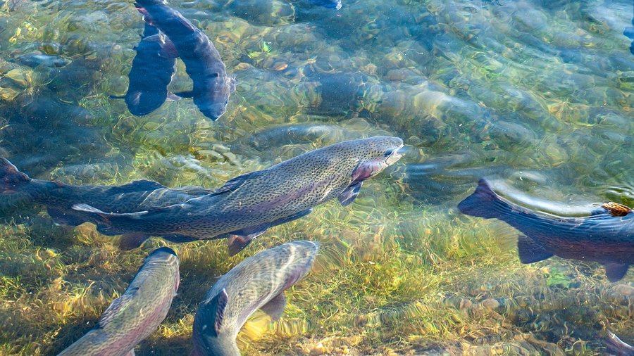 Forellen in einem Fischzuchtteich © Katharina N. über Pixabay