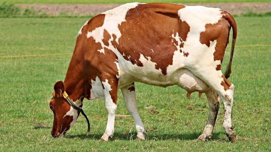 Kuh auf der Weide, Seitenansicht © Manfred Richter über Pixabay