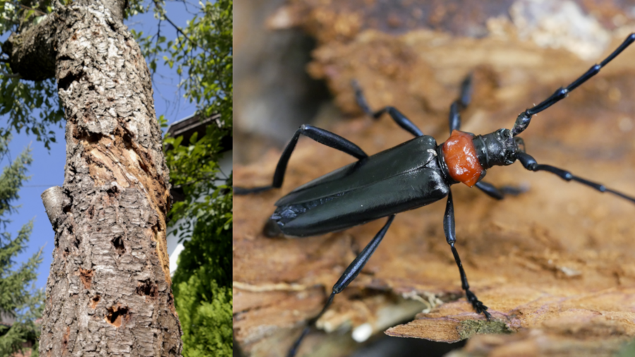 Ein vom Asiatischen Moschusbock befallener Pflaumenbaum (links) und der Asiatische Moschusbock als adulter Käfer (rechts)