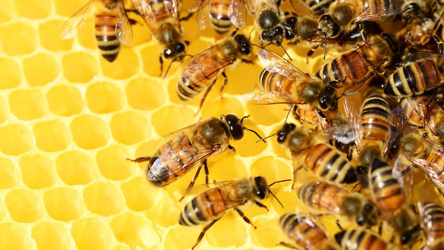 Ausschnitt einer Wabe mit Bienen © PollyDot über Pixabay