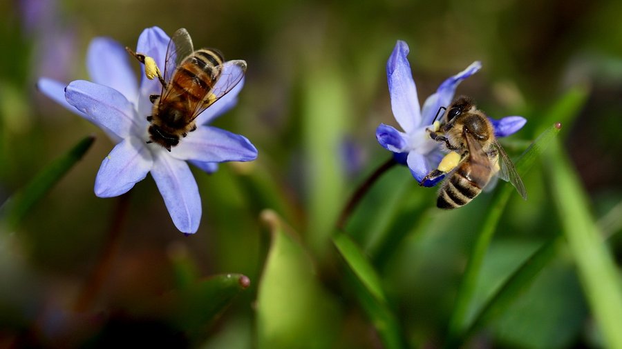 Bienen an Blüte © Pixabay
