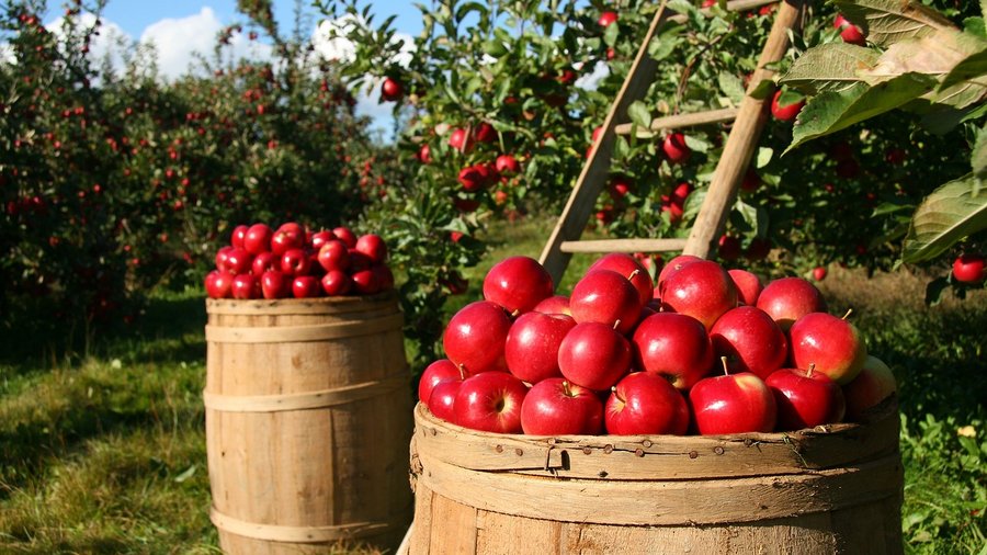 Apfelbäume mit Äpfel gefüllten Holzfässern