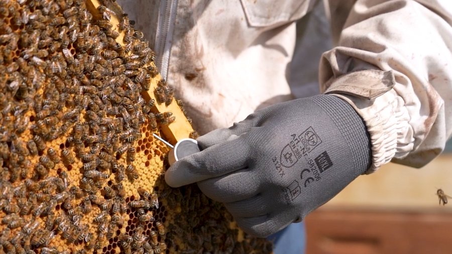 Sensor-Prototyp zur Temperaturerfassung im Bienenstock © EurA AG