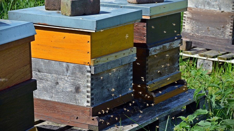 Mehrere Bienenstöcke auf einem Feld © Wälz über Pixabay