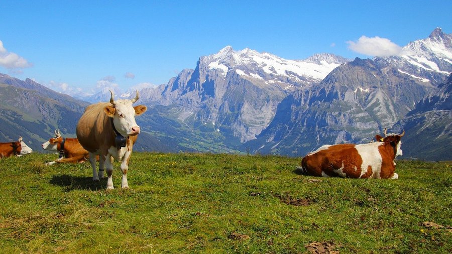 Kühe auf der Weide in den Bergen © Julita über Pixabay